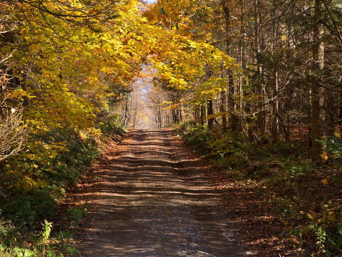 Bear Swamp State Forest Image