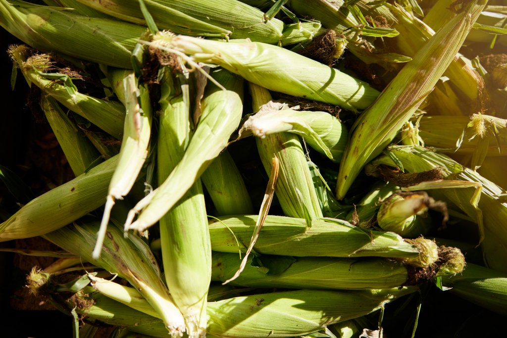 Sweet Treat Trail 2025: Locally Grown=Sustainable & Fresh fresh corn with husks still on in a large pile