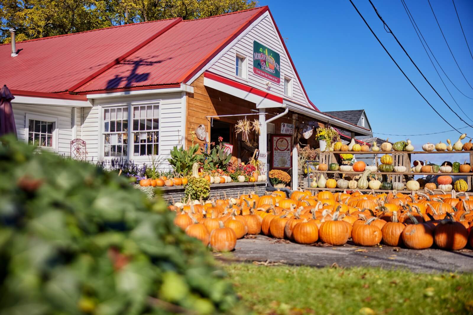 Morgan's Half Acre building exterior in the fall with fresh picked pumpkins lining the grassy area