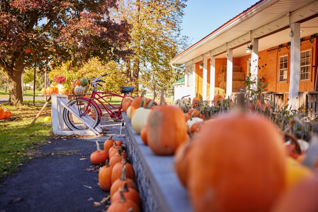 Sweet Treat Trail 2025: Locally Grown=Sustainable & Fresh orange pumpkins lined up on a shelf