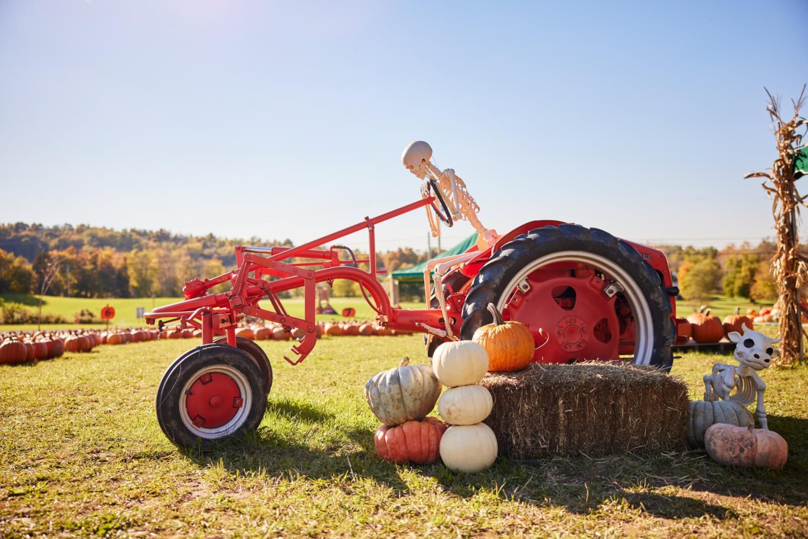 Events a halloween skeleton sitting on a orange tractor with pumpkins surrounding the wheels