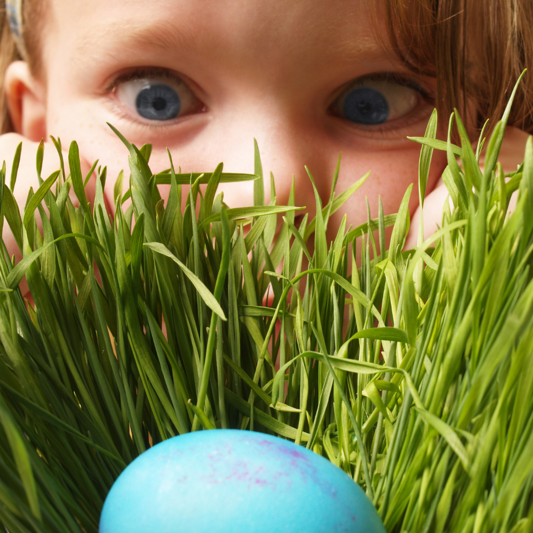 Celebrate Easter in Cayuga County: Brunch, Egg Hunts & Family Fun! small child looking at a blue easter egg hiding in the green grass
