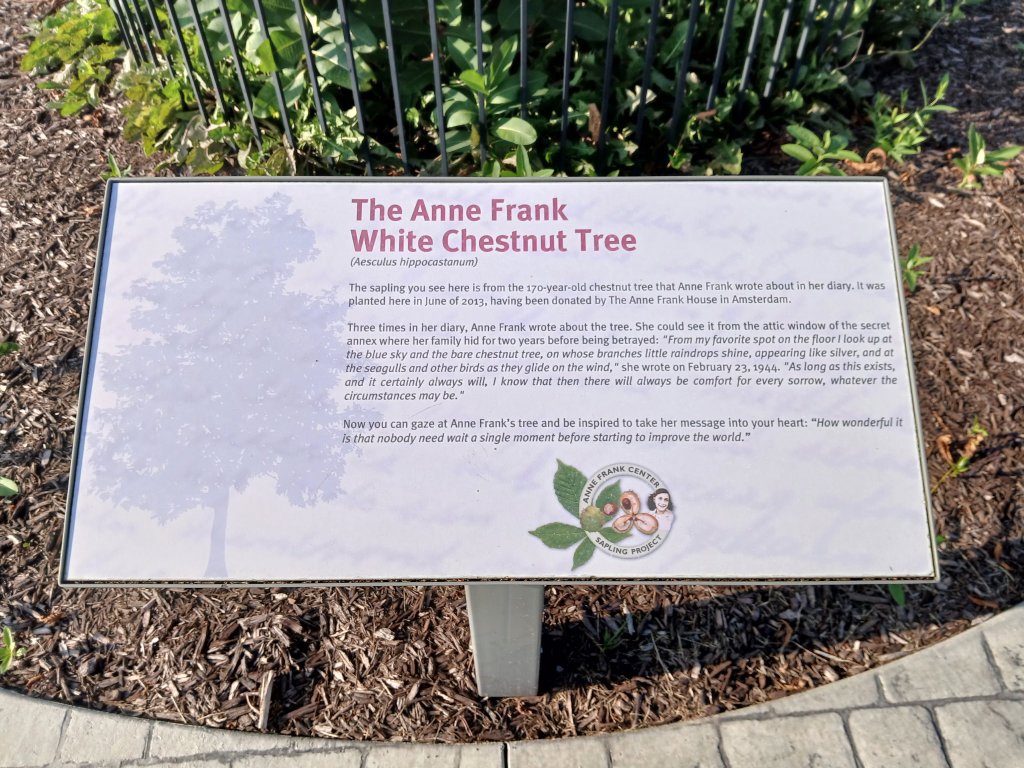 From Amsterdam to Aurora: The Anne Frank Tree in Southern Cayuga Featured image