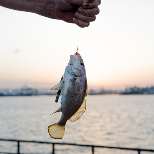 Yankee One Sport Fishing Image