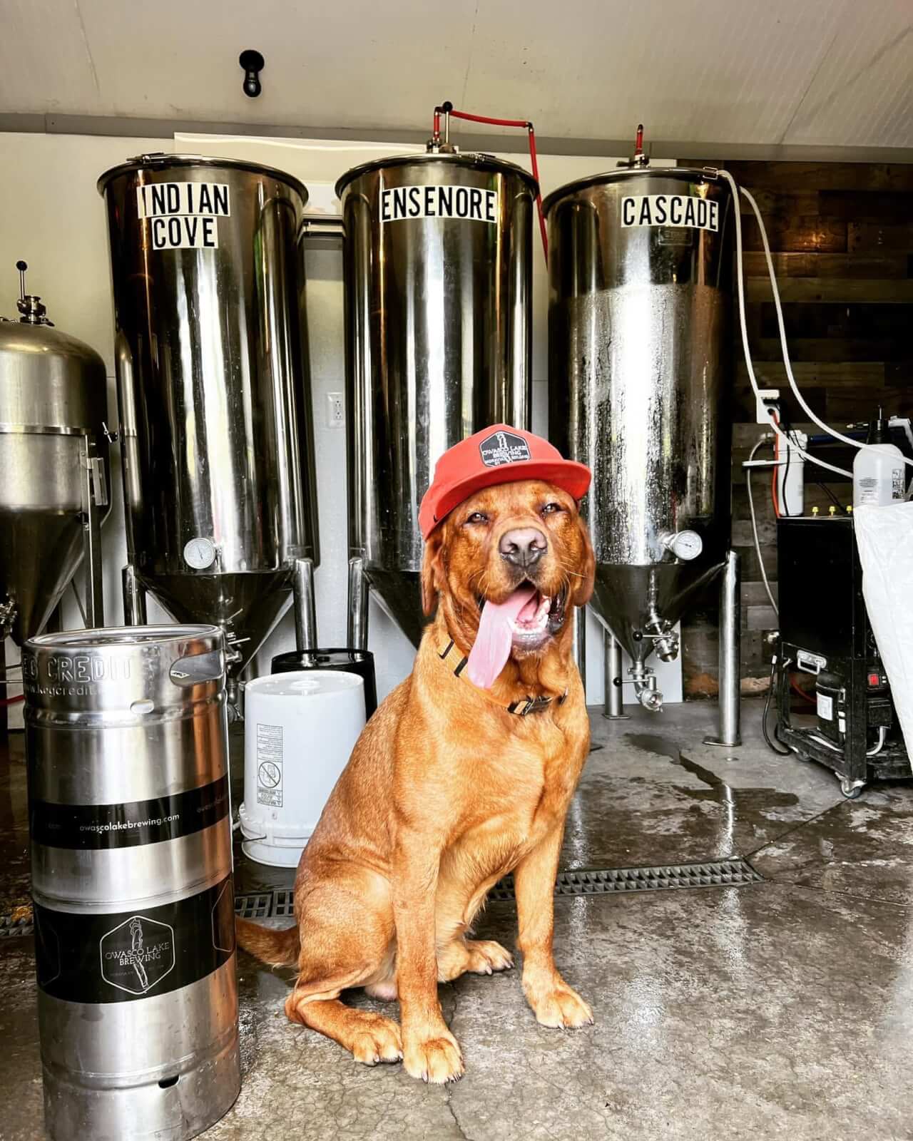 Bring Your Best Friend: A Pet-Friendly Guide to Cayuga County