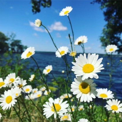 Towpath Floral Image