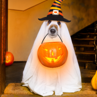 HALLOWEEN FUN Dog dressed as a ghost holding a pumpkin basket in its mouth
