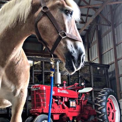 Southern Tier Stables Image