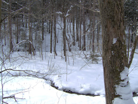 Frozen Ocean State Forest Image