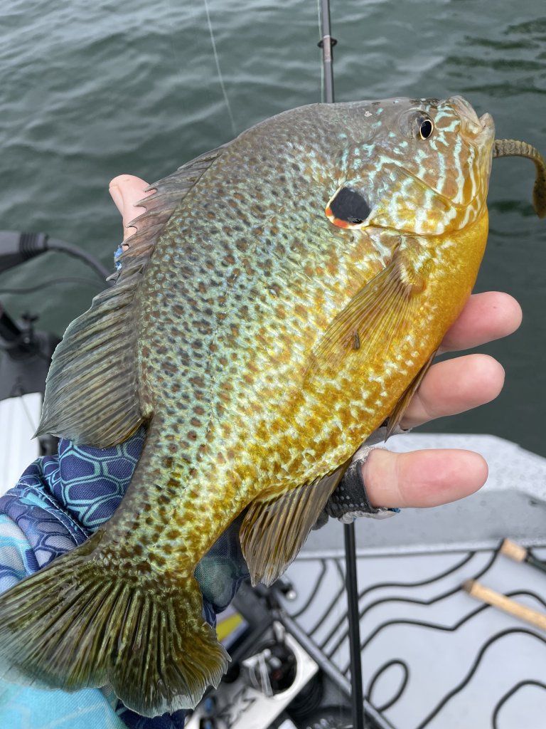 Summertime is Prime Time to Go for Panfish in Cayuga County Summertime is Prime Time to Go for Panfish in Cayuga County
