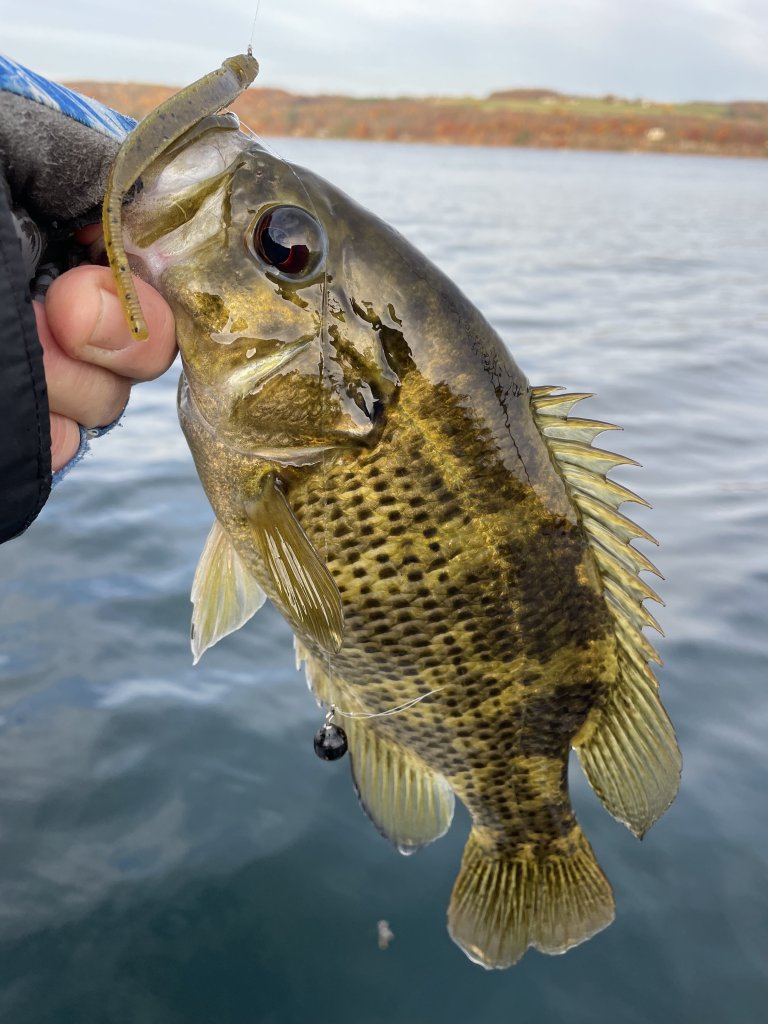 Summertime is Prime Time to Go for Panfish in Cayuga County Summertime is Prime Time to Go for Panfish in Cayuga County