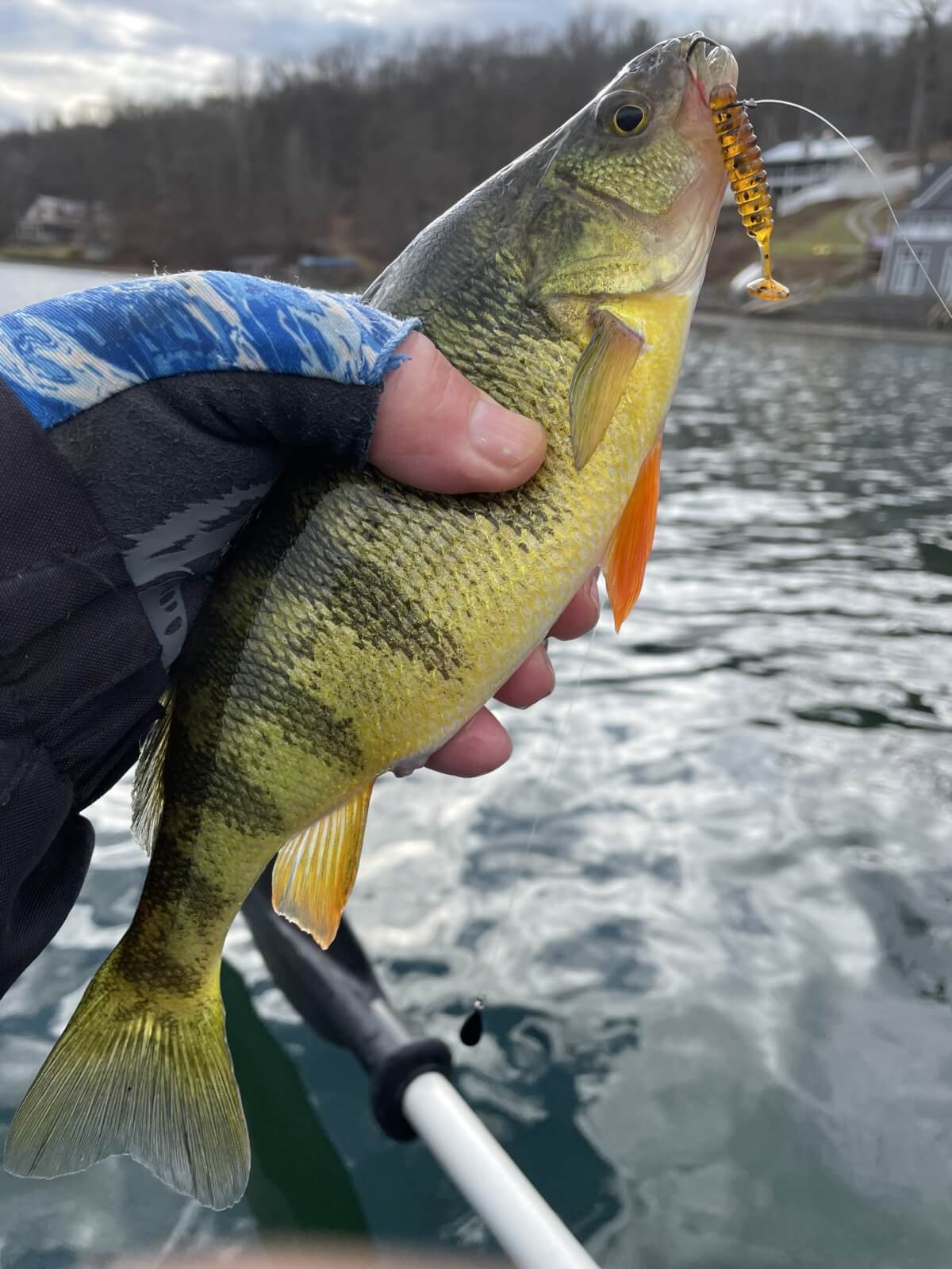 Summertime is Prime Time to Go for Panfish in Cayuga County Pan Fish being held over the water