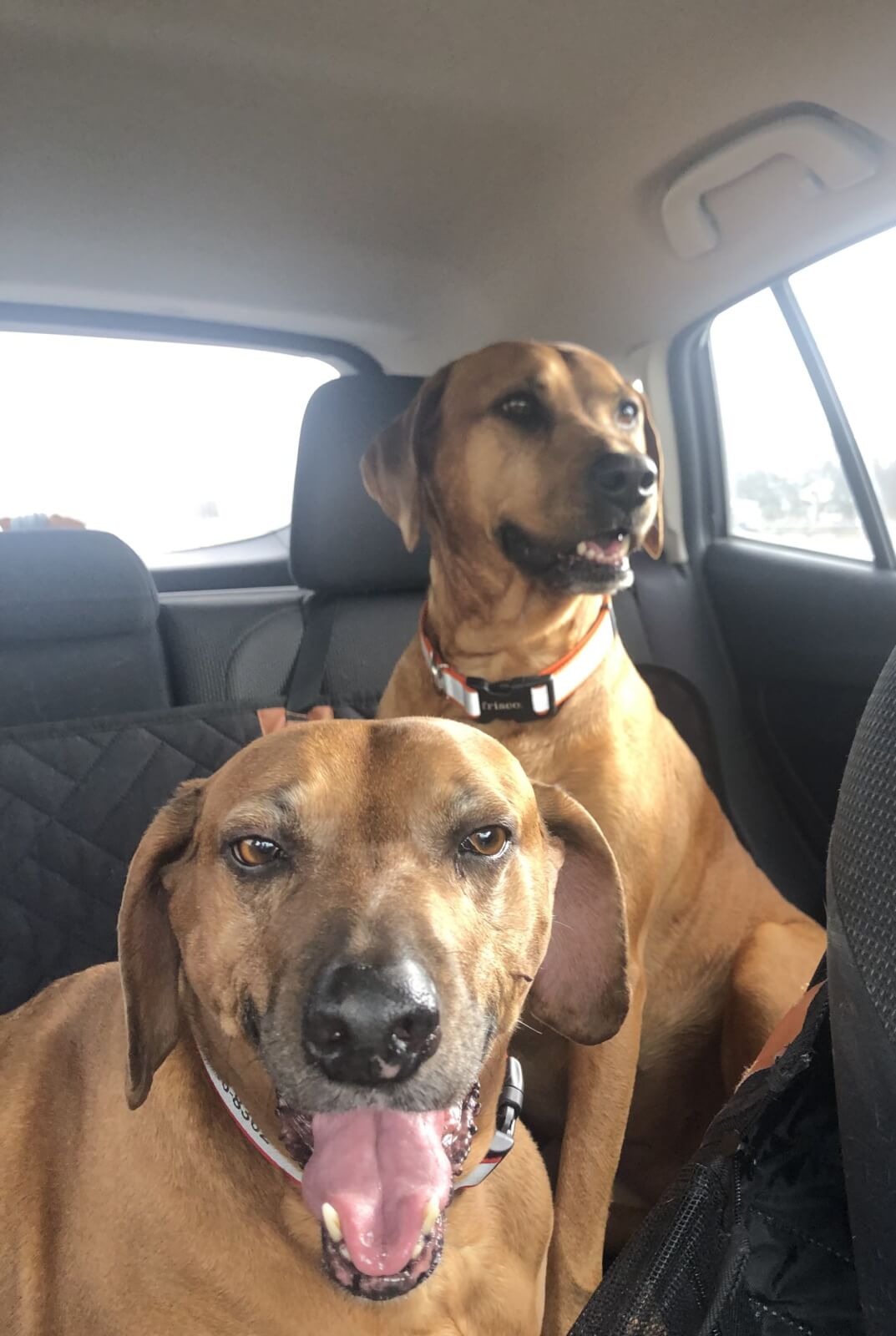 pet dog in a car
