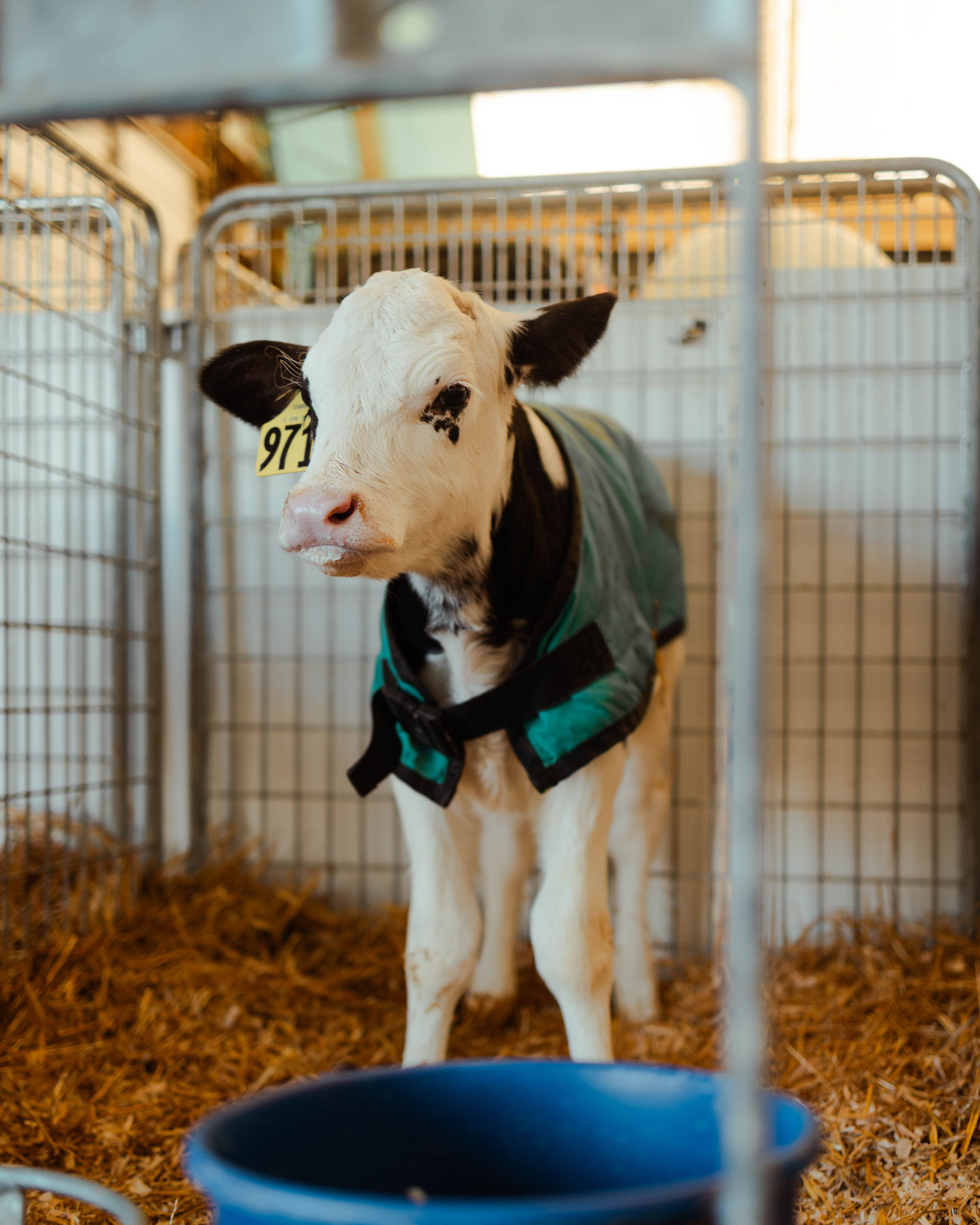 A cow in a cage.