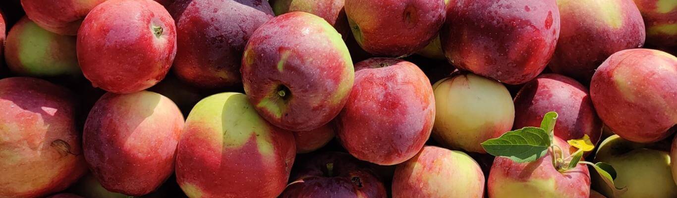 Experience Apple Picking 2024 Frame full of Fresh picked apples,