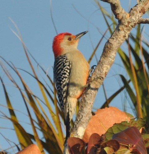 Cedar Craft Wild Bird Center Image