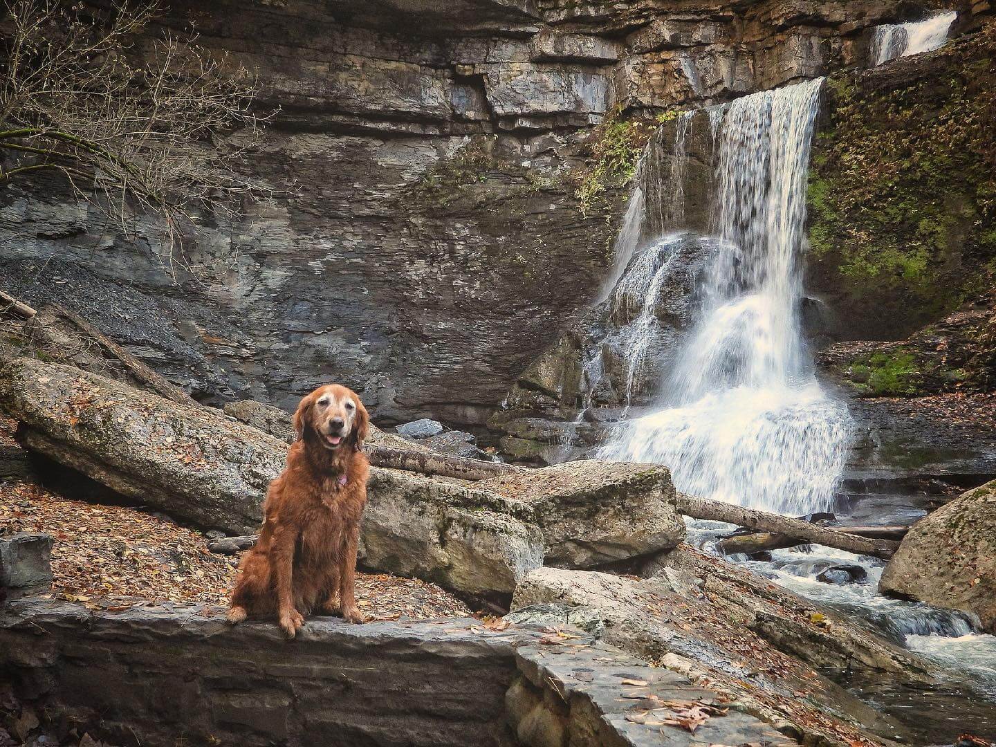 Bring Your Best Friend: A Pet-Friendly Guide to Cayuga County