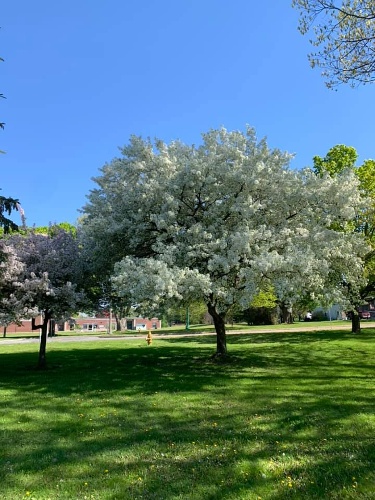 Hoopes Park Image