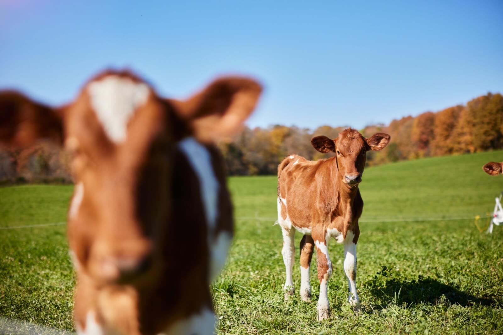photo of cows in a field