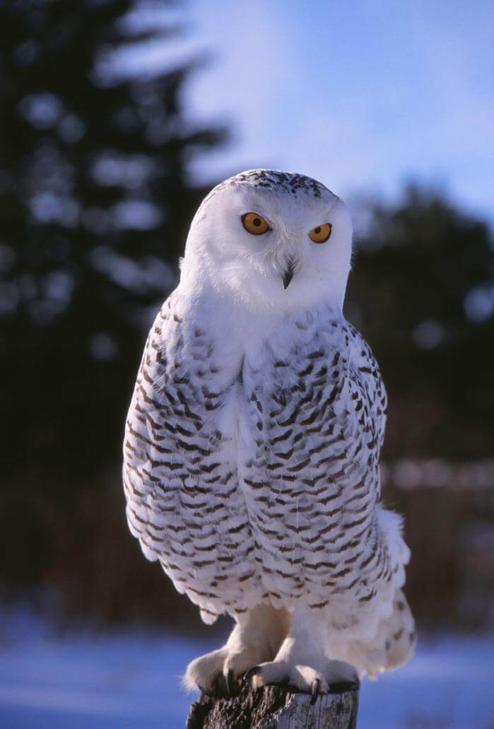 Simple Ways to Enjoy the Outdoors This Winter