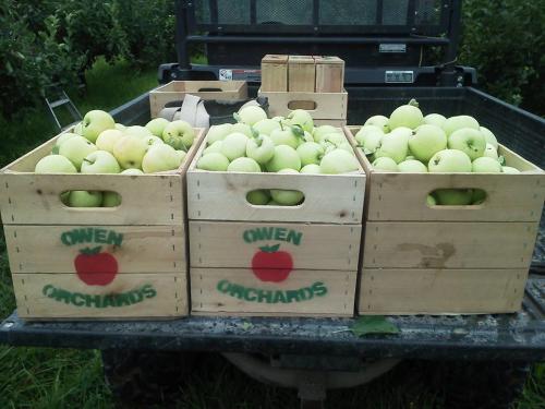 Experience Apple Picking 2024 Crates of green apples at Owen Orchard