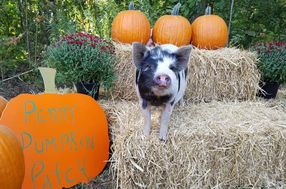 Witch Way to Halloween Fun in Cayuga County