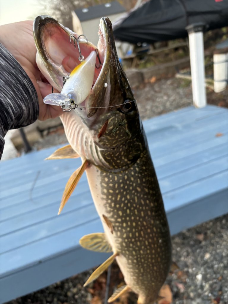 Northern Pike Fishing in Cayuga County Excels in Winter Pike
