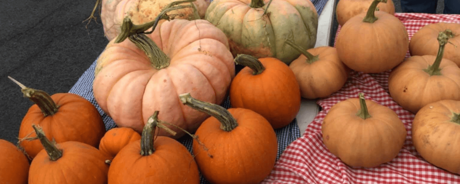 fall produce of orange pumpkins and gourds