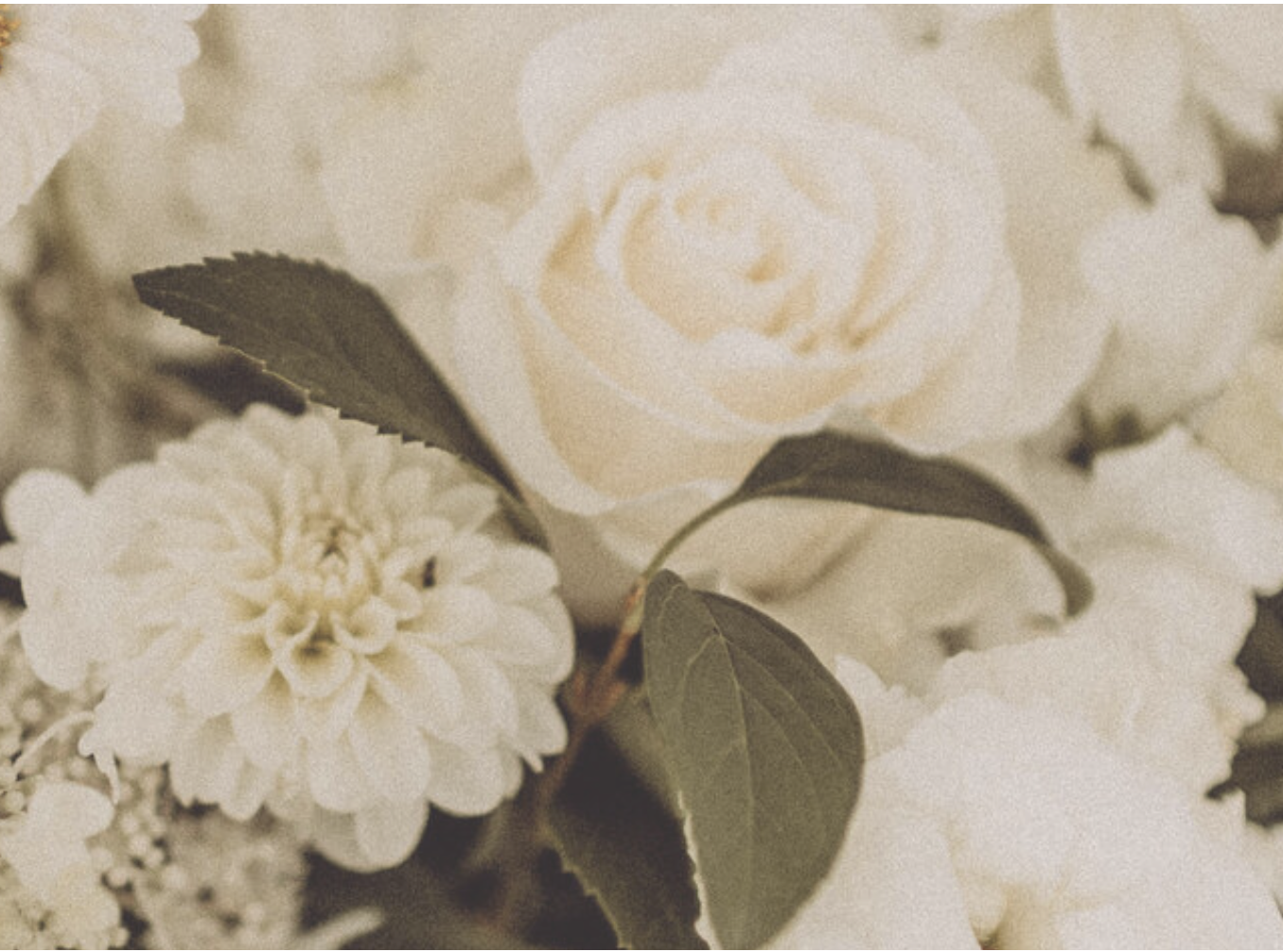 Dani Moran Photography Image