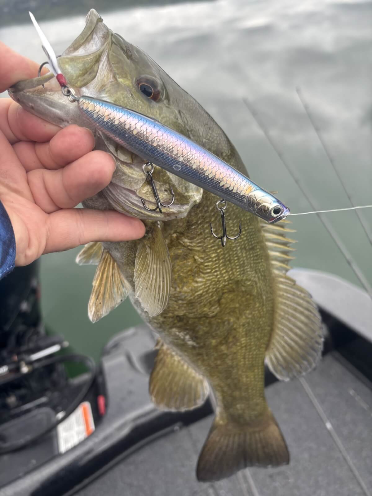 Top Water Bass Action Abounds on Cayuga County Waters in Fall up close photo of a bass fish