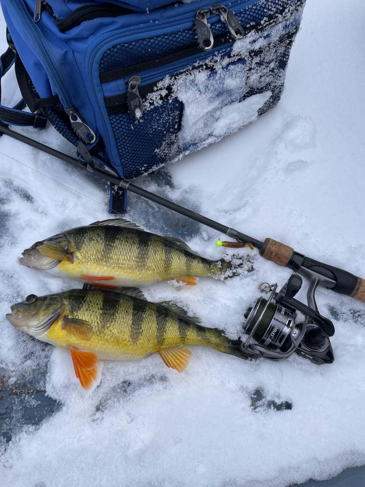 Winter Fishing-yellow perch laying on on dock covered with snow