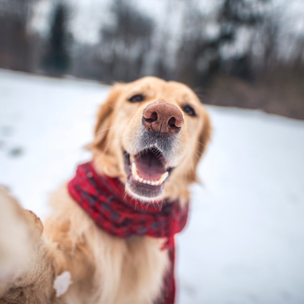 Bring Your Best Friend: A Pet-Friendly Guide to Cayuga County Featured image