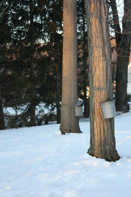 Smokey Hollow Maple Syrup Image